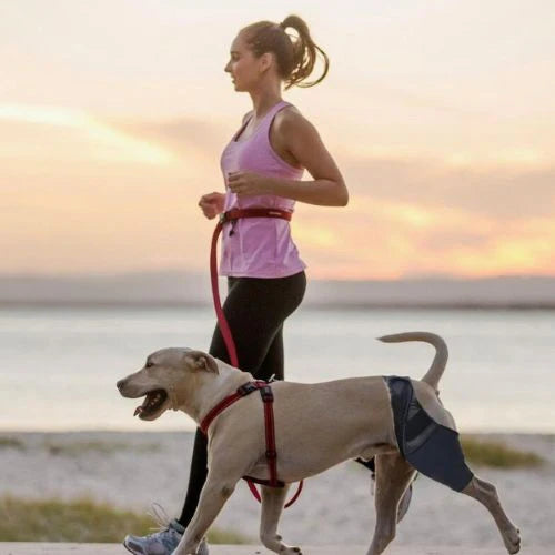 Single Leg Dog Knee Brace