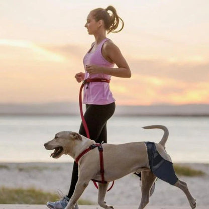 Single Leg Dog Knee Brace