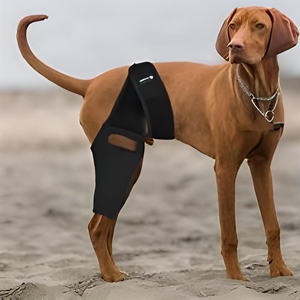 Single Leg Dog Knee Brace